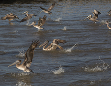 Pelicans